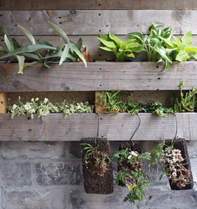 カフェタイガ植栽