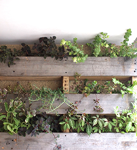 カフェタイガ植栽