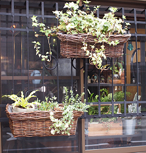 カフェタイガ植栽